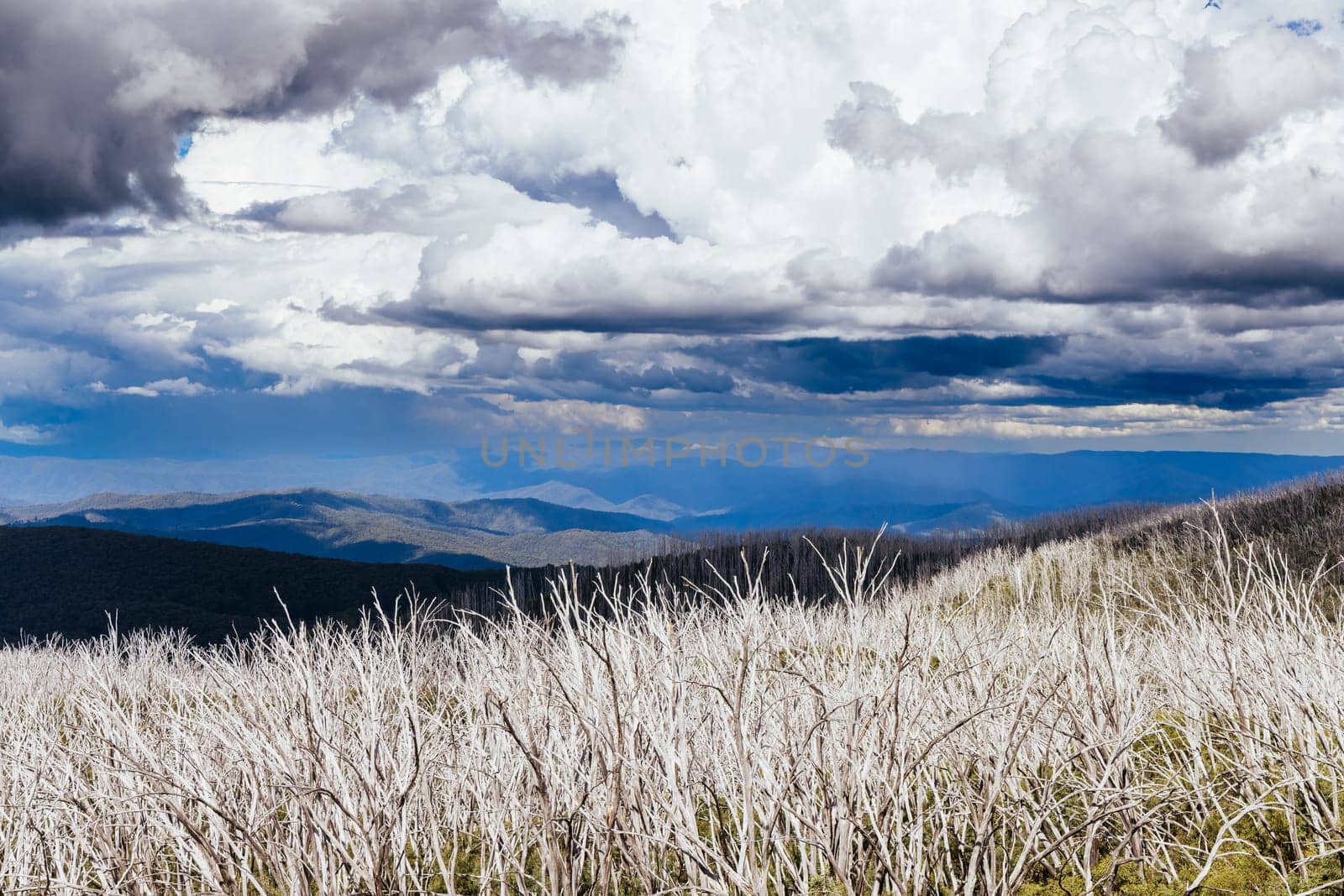 Views from Boundary Hut Trail near Lake Mountain on a clear summer's day, near Marysville, Victoria, Australia