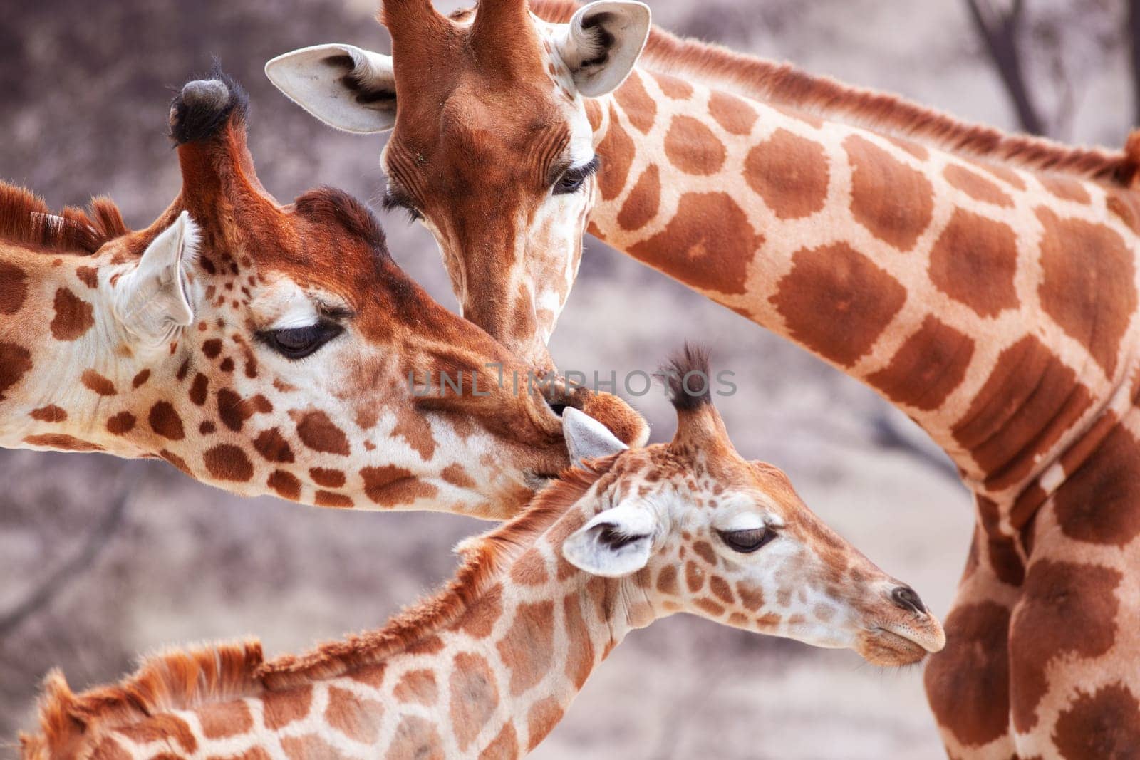 Close-up portrait of a family of giraffes, parents and their calf - Photo by WillyMobilo