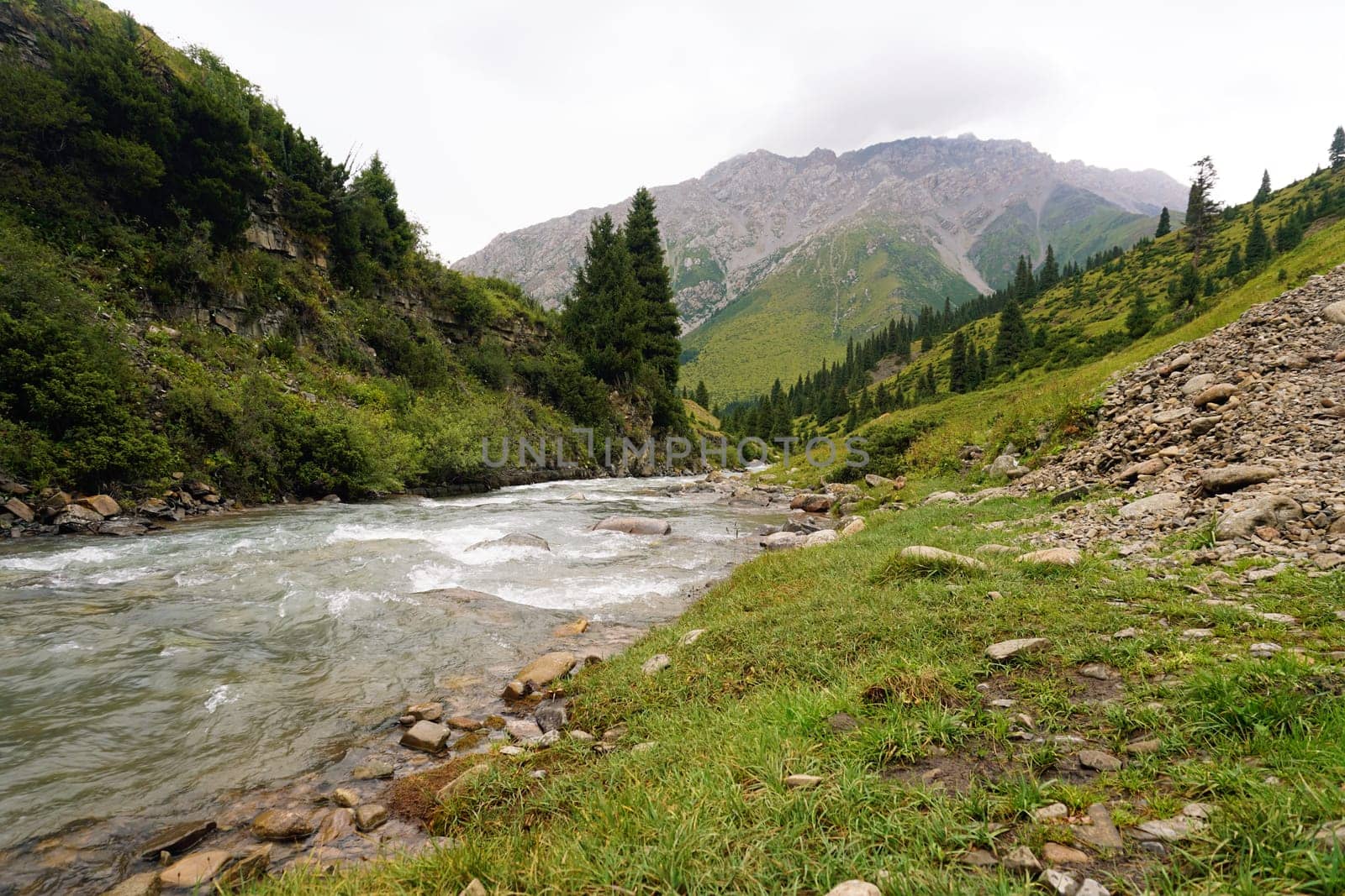 Flowing river meandering through a lush green valley in the tian shan mountains, surrounded by coniferous trees and vibrant grass on a cloudy summer day, creating a serene landscape
