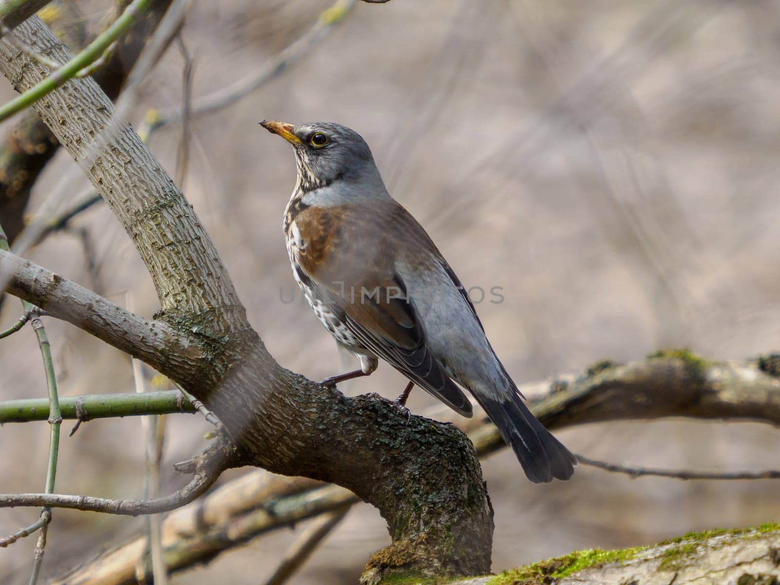 Bird Perched on a Tree Branch. Fieldfare, lat. Turdus pilaris, is sitting on tree branch. The fieldfare or Turdus pilaris is a member of the thrush family Turdidae