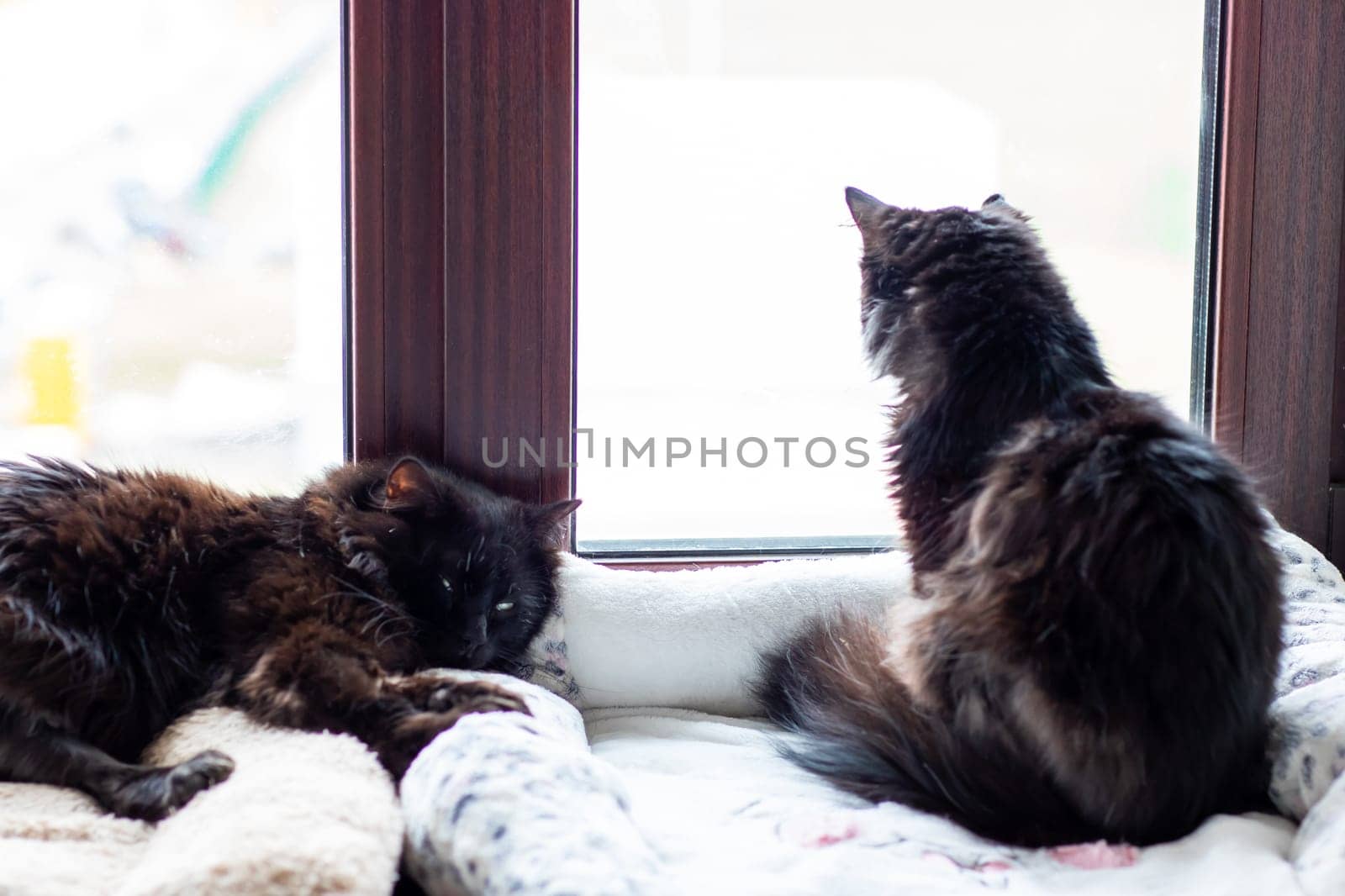 Two playful cats are looking out from a cozy window, eagerly observing the world outside their home, filled with curiosity