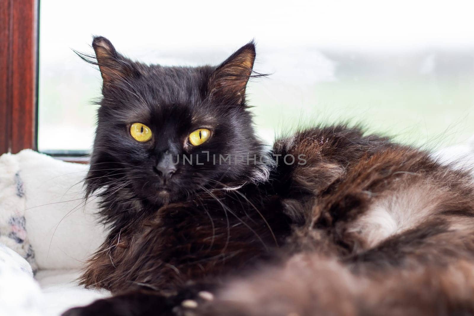 A sleek black cat featuring striking yellow eyes is comfortably laying on a sunny window sill, enjoying the warmth of the sunlight