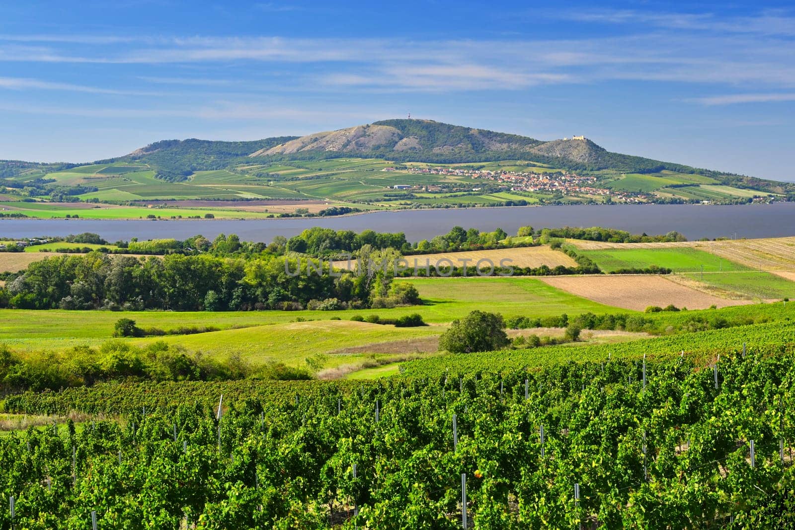 Beautiful summer landscape with vineyards and mountain in the background. Pálava - South Moravia - wine region in the Czech Republic.