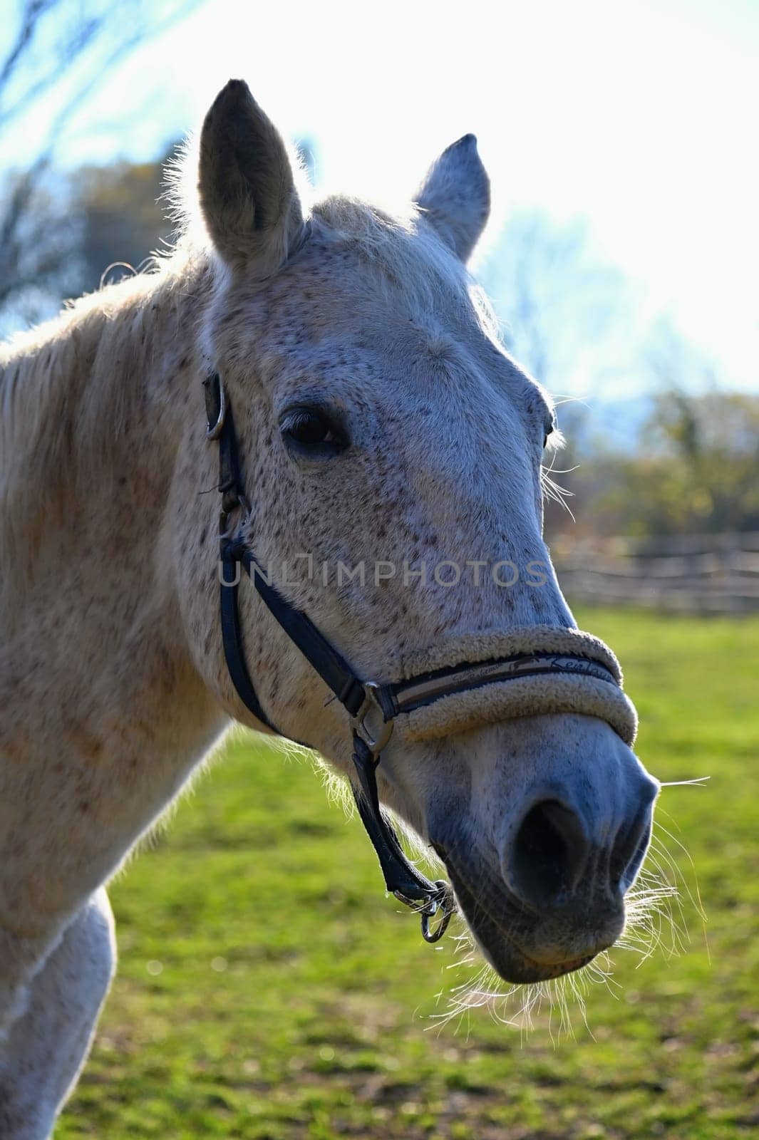 A beautiful horse is grazing on a green meadow on a sunny day. Concept for animals and nature
