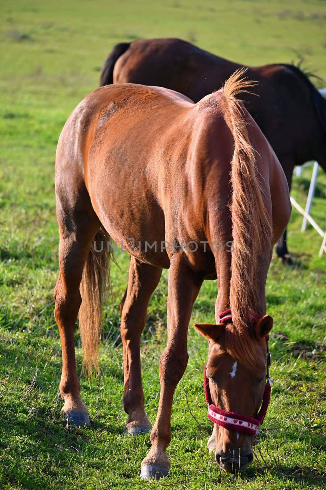 A beautiful horse is grazing on a green meadow on a sunny day. Concept for animals and nature
