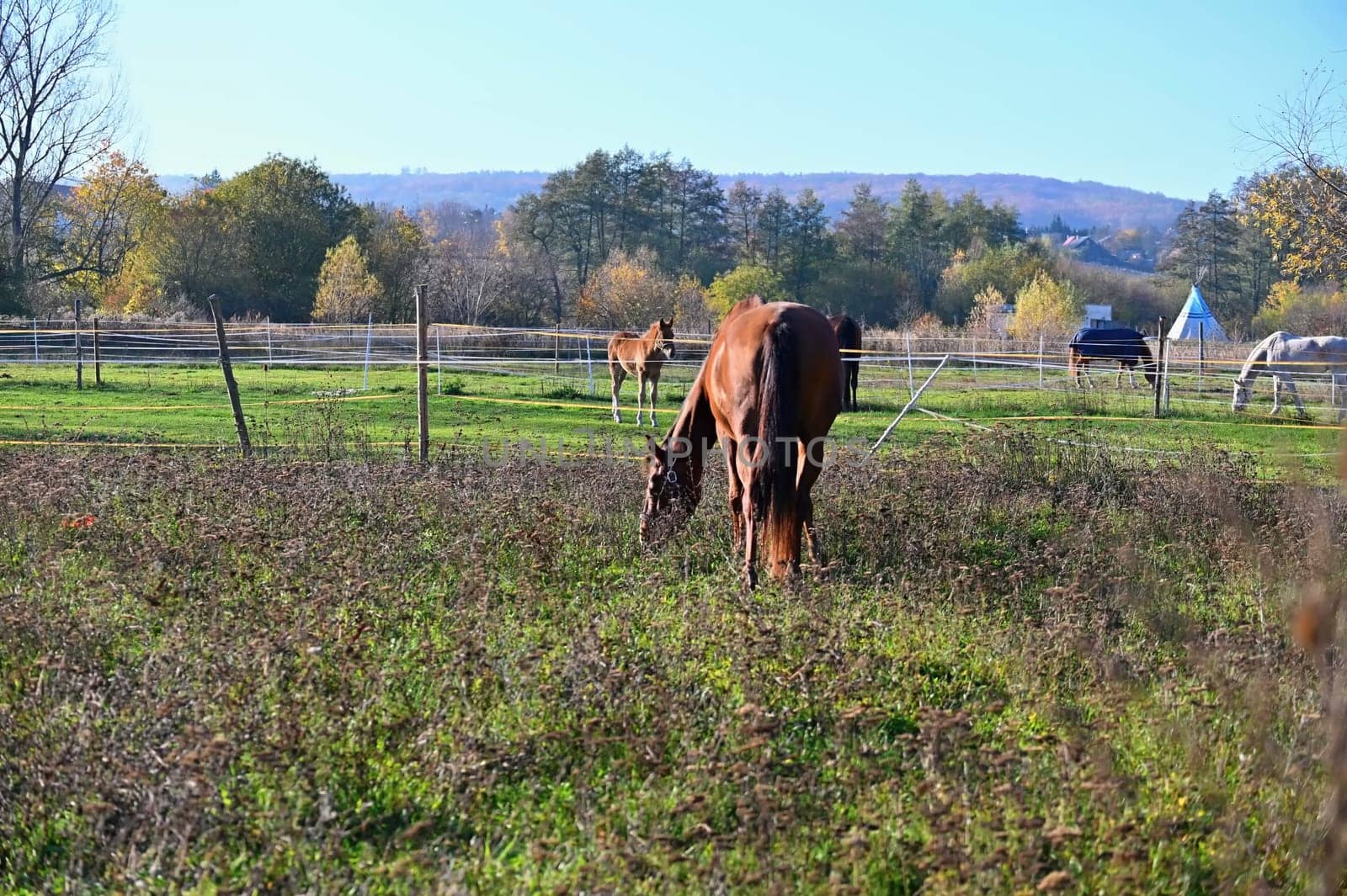 A beautiful horse is grazing on a green meadow on a sunny day. Concept for animals and nature
