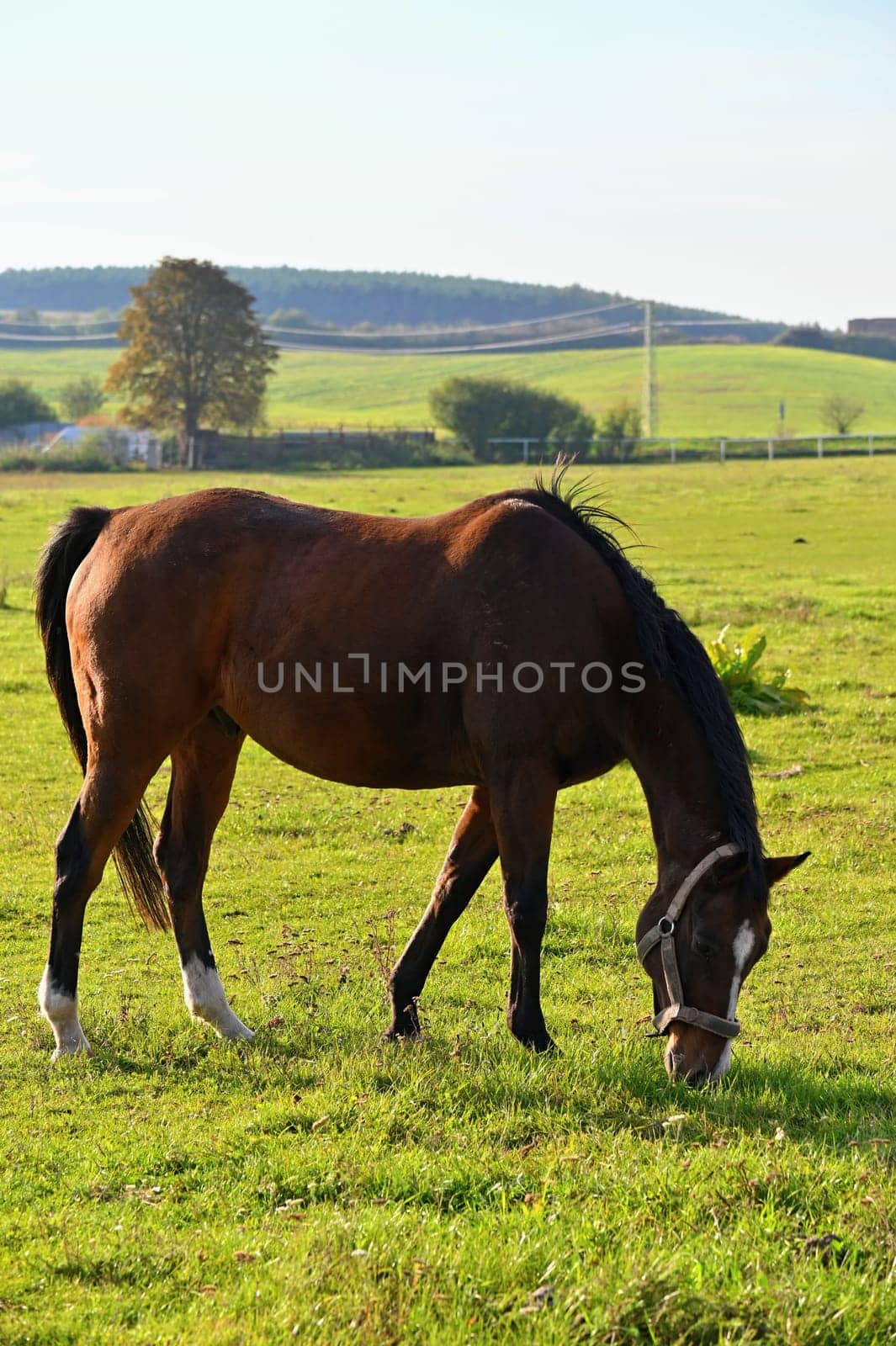 A beautiful horse is grazing on a green meadow on a sunny day. Concept for animals and nature
