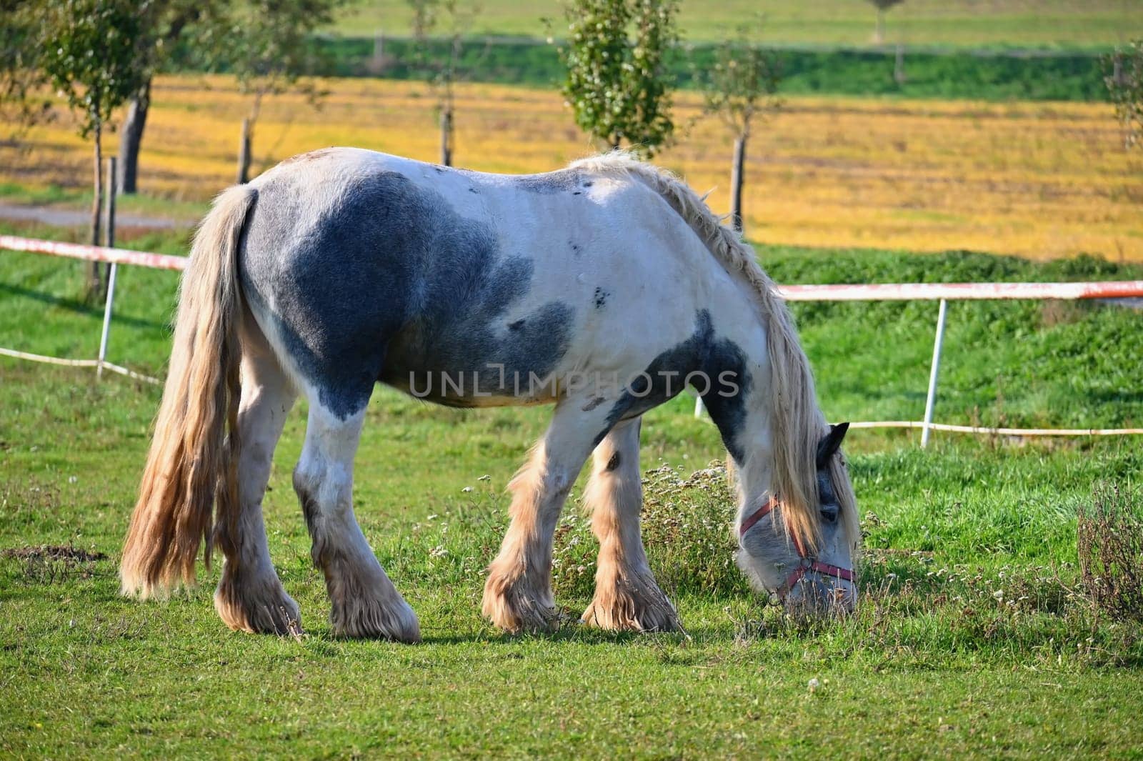 A beautiful horse is grazing on a green meadow on a sunny day. Concept for animals and nature
