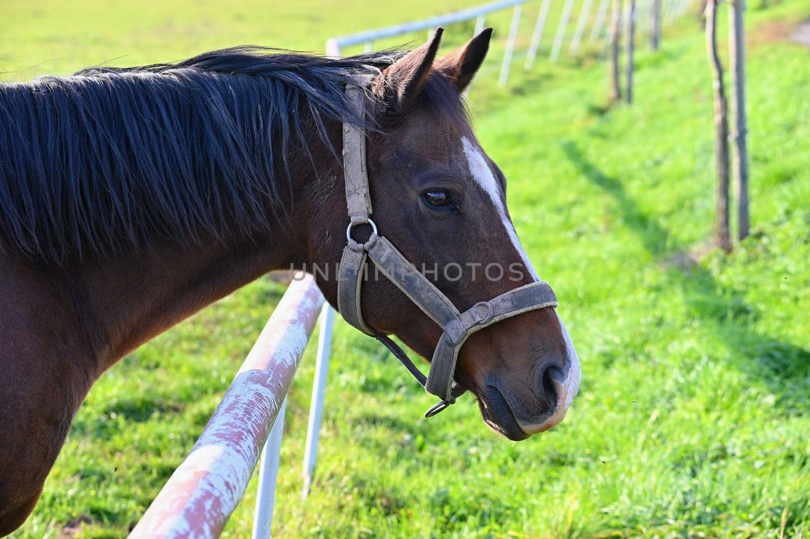 A beautiful horse is grazing on a green meadow on a sunny day. Concept for animals and nature
