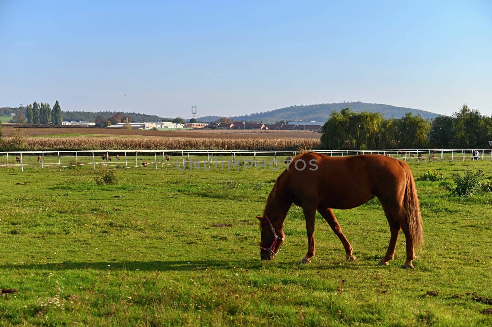 A beautiful horse is grazing on a green meadow on a sunny day. Concept for animals and nature
