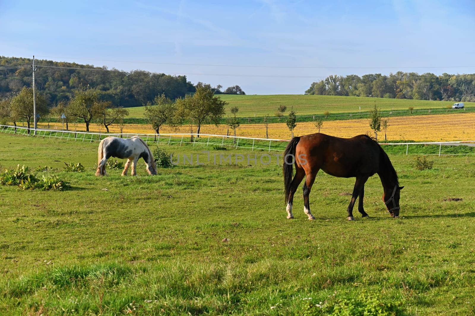 A beautiful horse is grazing on a green meadow on a sunny day. Concept for animals and nature
