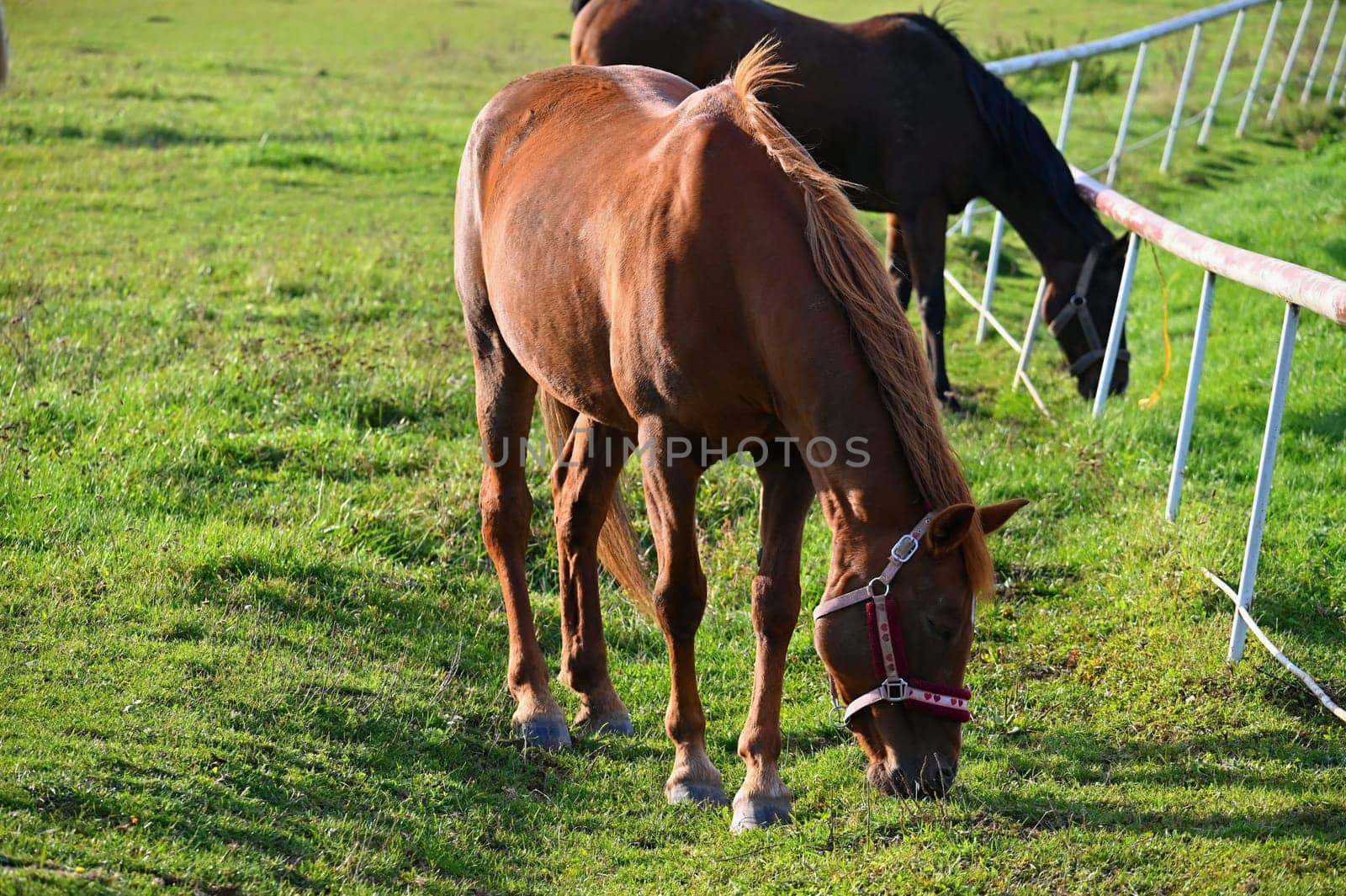 A beautiful horse is grazing on a green meadow on a sunny day. Concept for animals and nature

