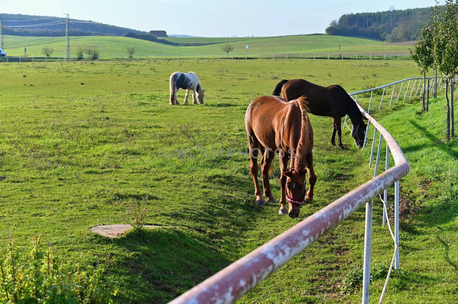 A beautiful horse is grazing on a green meadow on a sunny day. Concept for animals and nature
