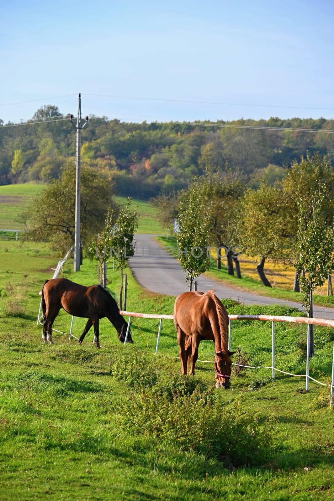A beautiful horse is grazing on a green meadow on a sunny day. Concept for animals and nature
