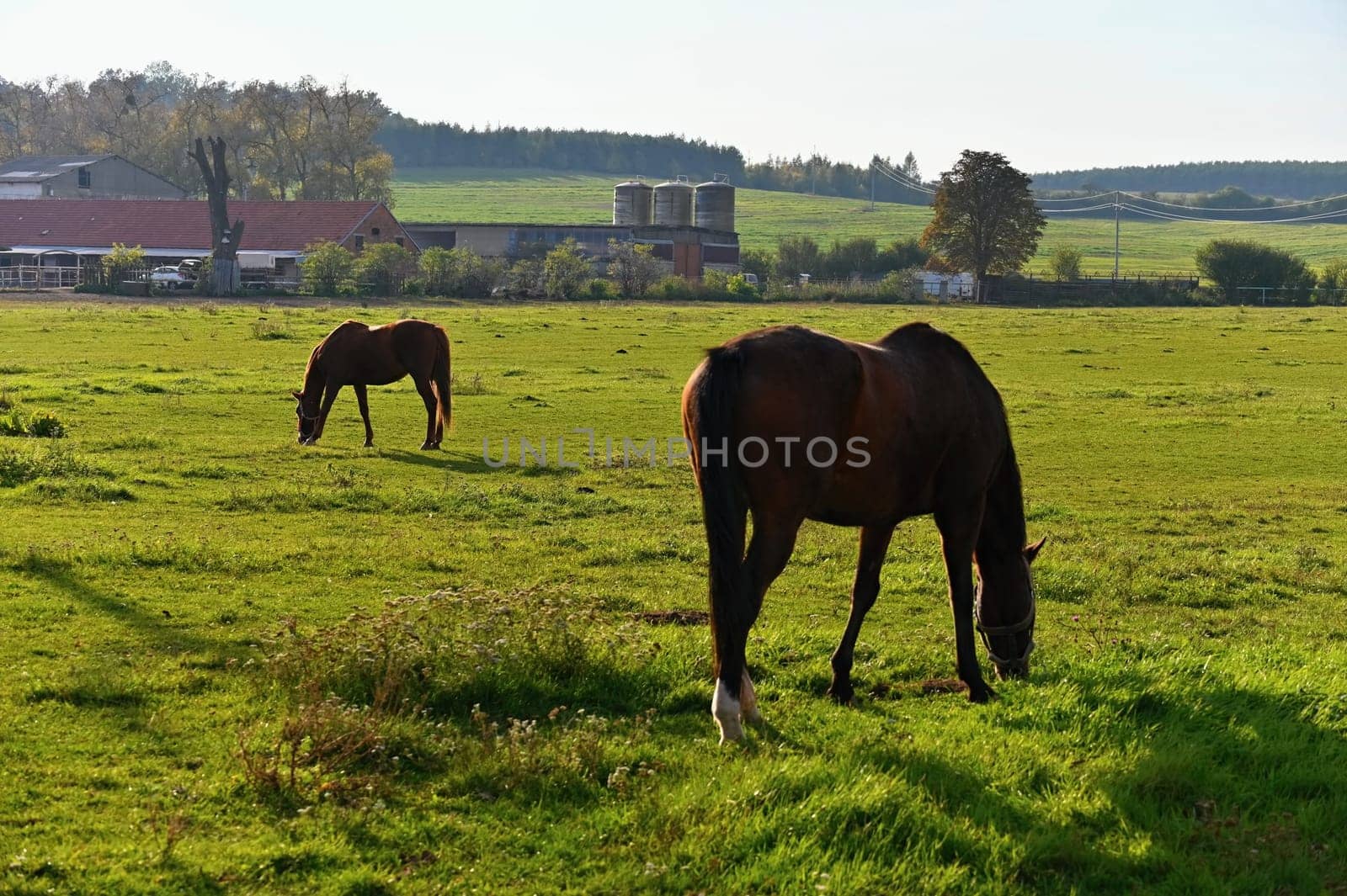 A beautiful horse is grazing on a green meadow on a sunny day. Concept for animals and nature

