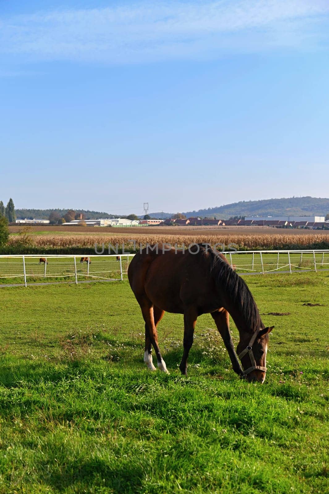 A beautiful horse is grazing on a green meadow on a sunny day. Concept for animals and nature
