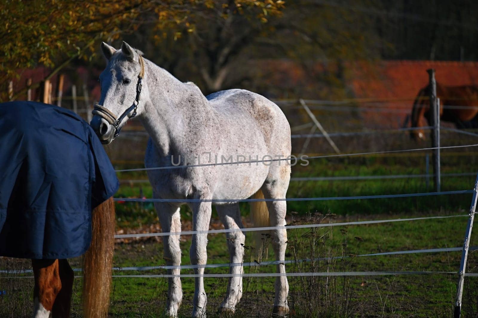 A beautiful horse is grazing on a green meadow on a sunny day. Concept for animals and nature
