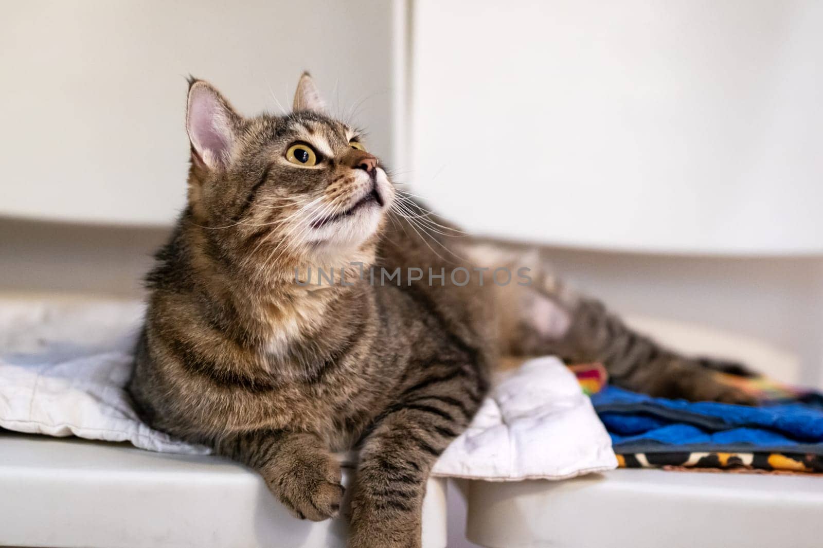 A domestic shorthaired cat is currently laying comfortably on a soft bed and is gazing up at something in its surroundings