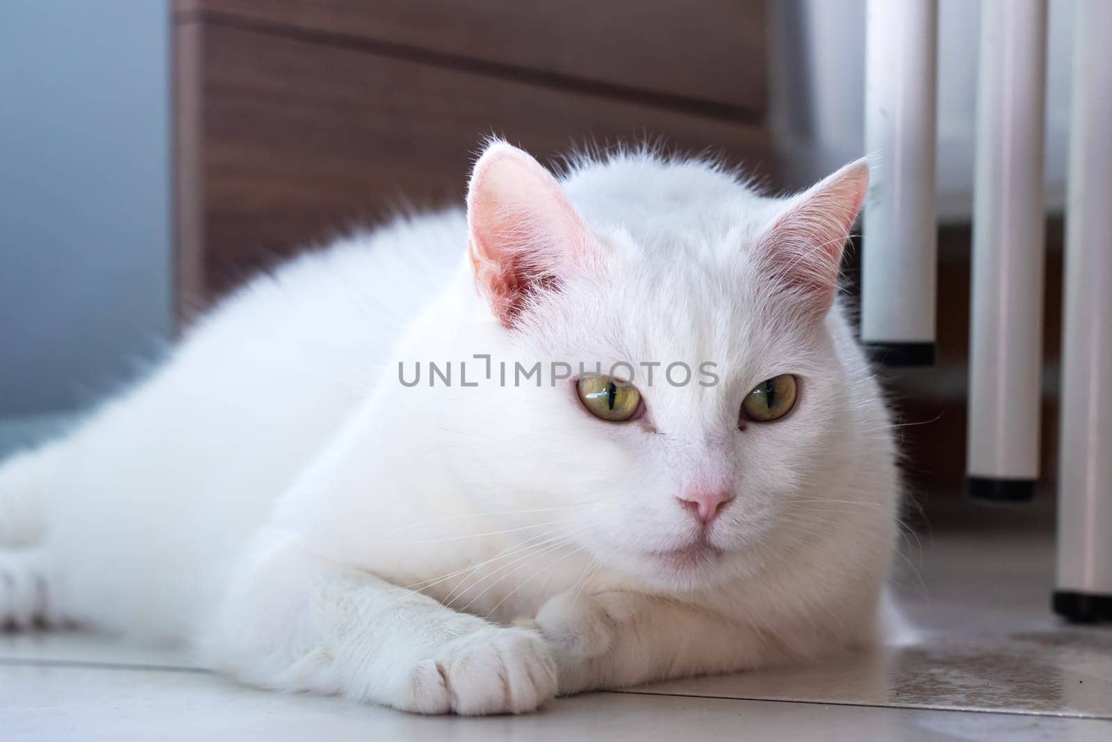 A fluffy white cat with striking green eyes is comfortably laying on the floor, enjoying a sunny spot in the room