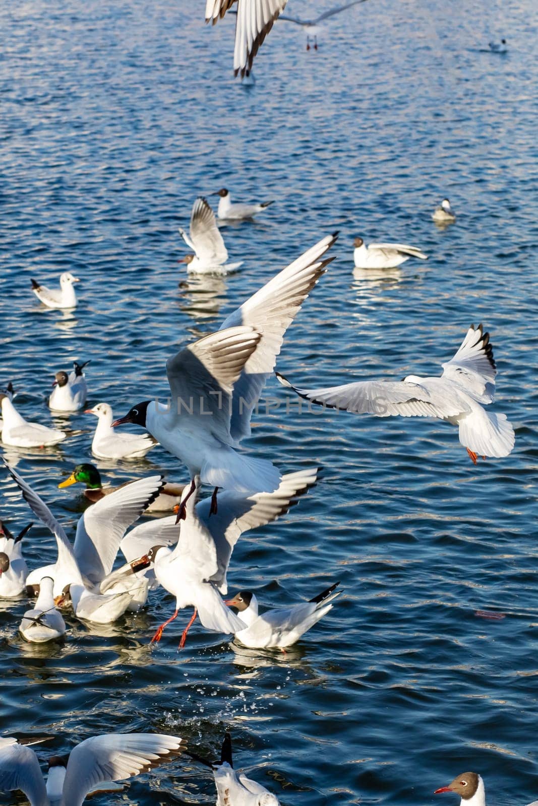 A beautiful flock of seagulls is gracefully flying over a vast body of shimmering water, creating a picturesque scene of nature