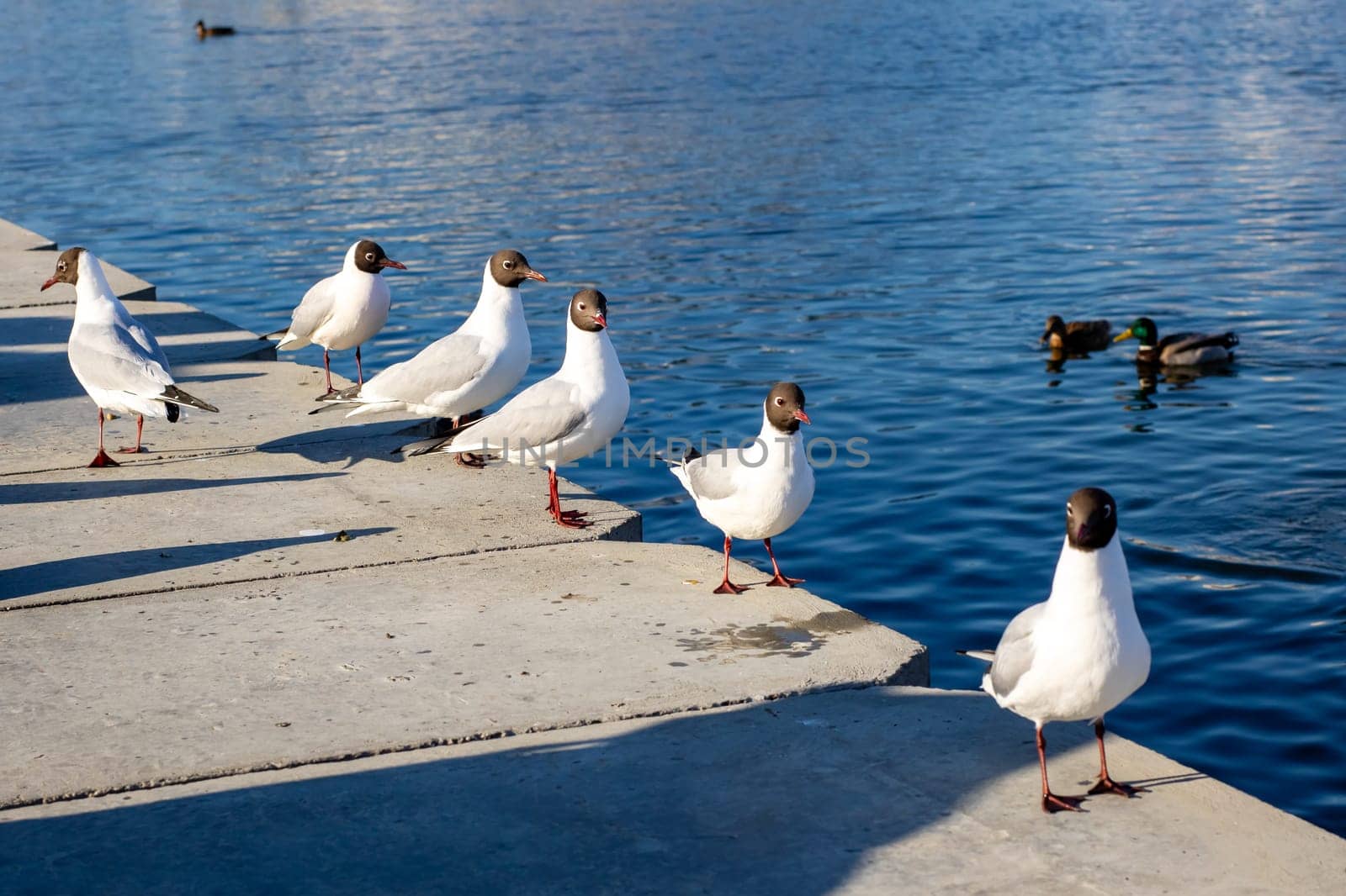 A diverse group of seagulls can be seen standing together on a dock that is located close to the shimmering surface of the water