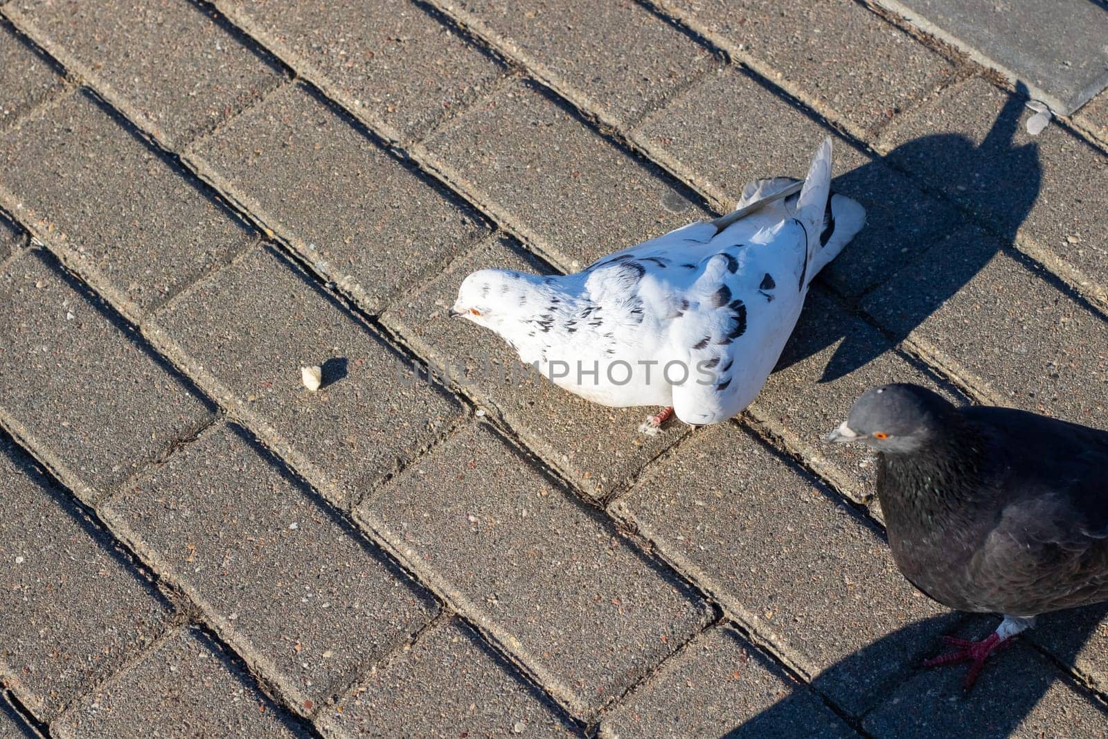 A graceful black and white pigeon is standing calmly next to a completely white pigeon, showcasing the beautiful diversity of these birds
