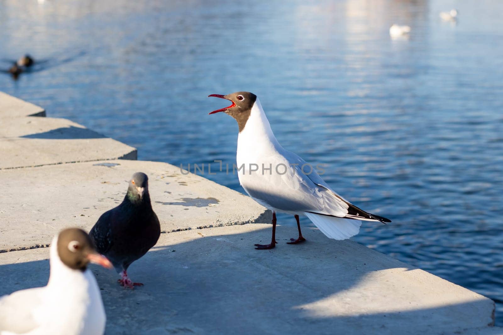 A seagull, with its beak widely open, is standing next to a pigeon, showcasing its distinctive features and characteristics as a bird