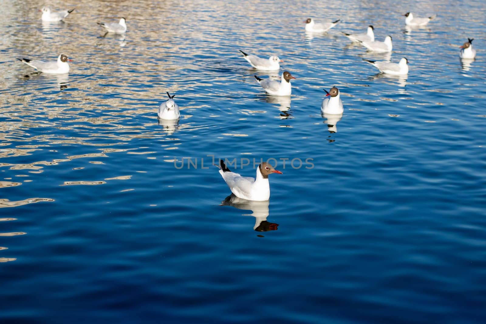 A large flock of seagulls is seen swimming gracefully in the shimmering water, showcasing their beautiful wings and unique beaks