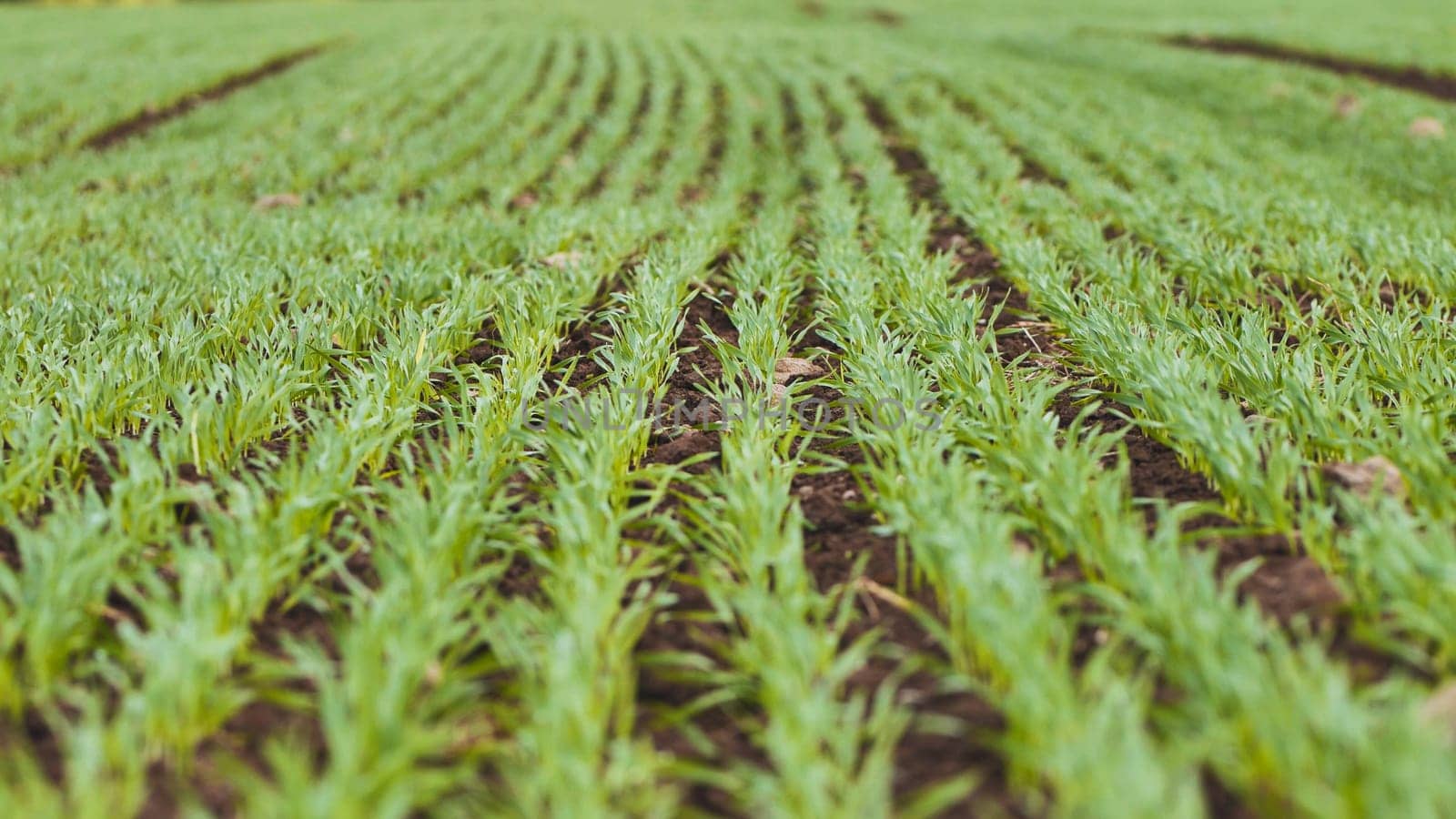 Young wheat seedlings stretching across agricultural landscape, signaling crop growth and sustainable farming practices