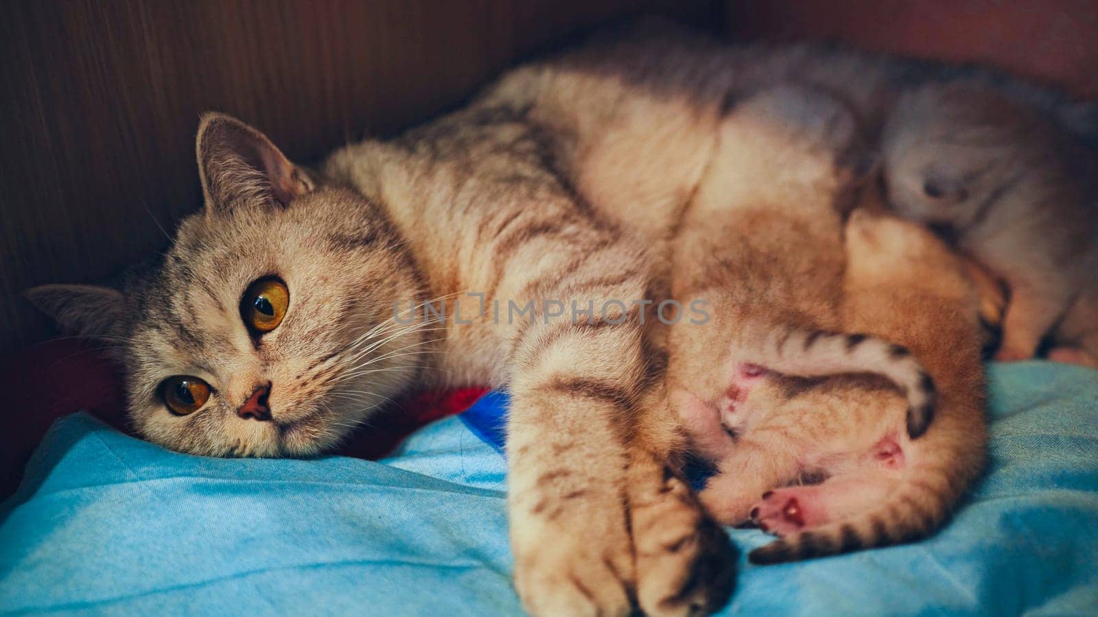 Grey striped mother cat nursing her adorable ginger kitten while resting on a soft blue blanket, creating a cozy and nurturing atmosphere