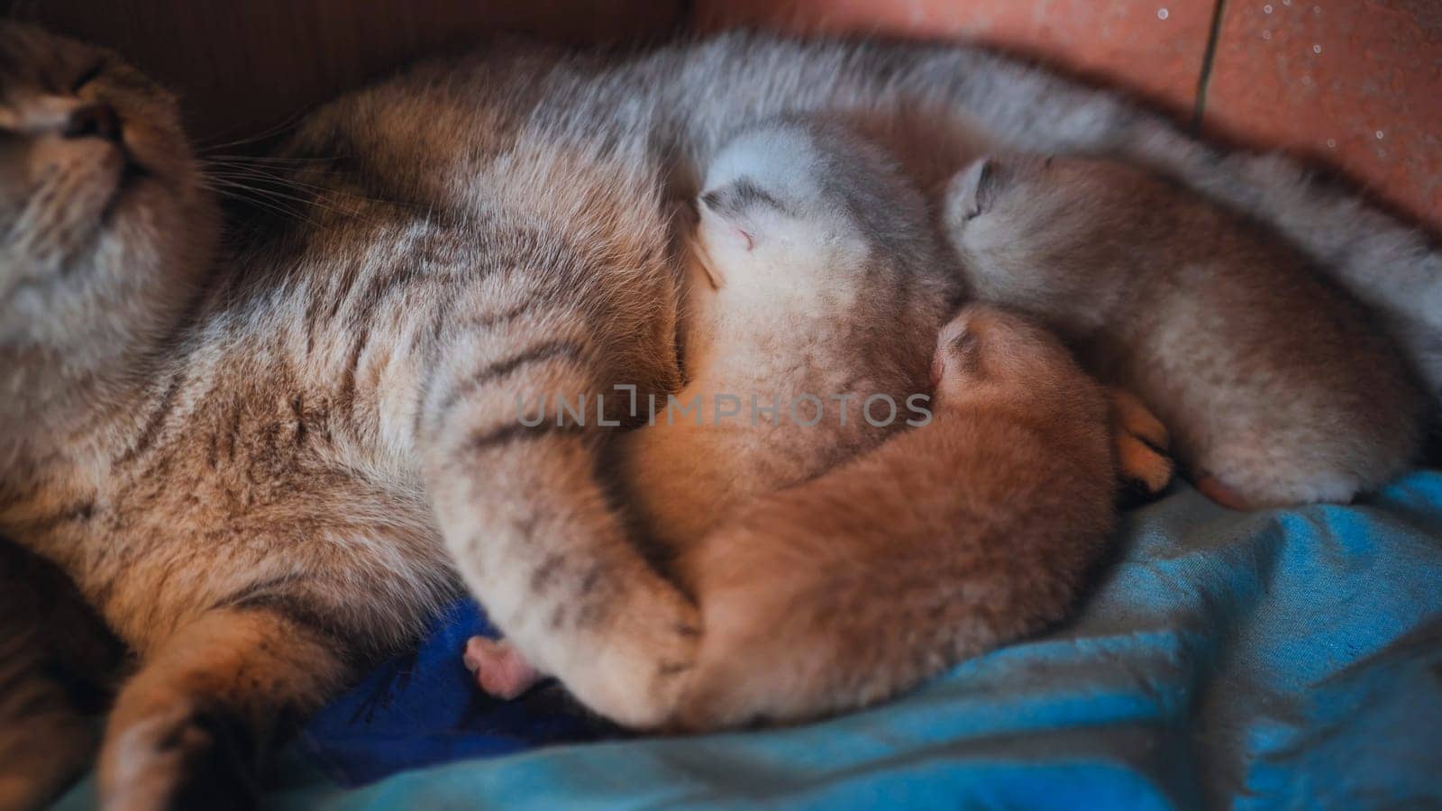 Nursing mother cat cuddling tiny newborn kittens, displaying tender maternal warmth and protective instincts