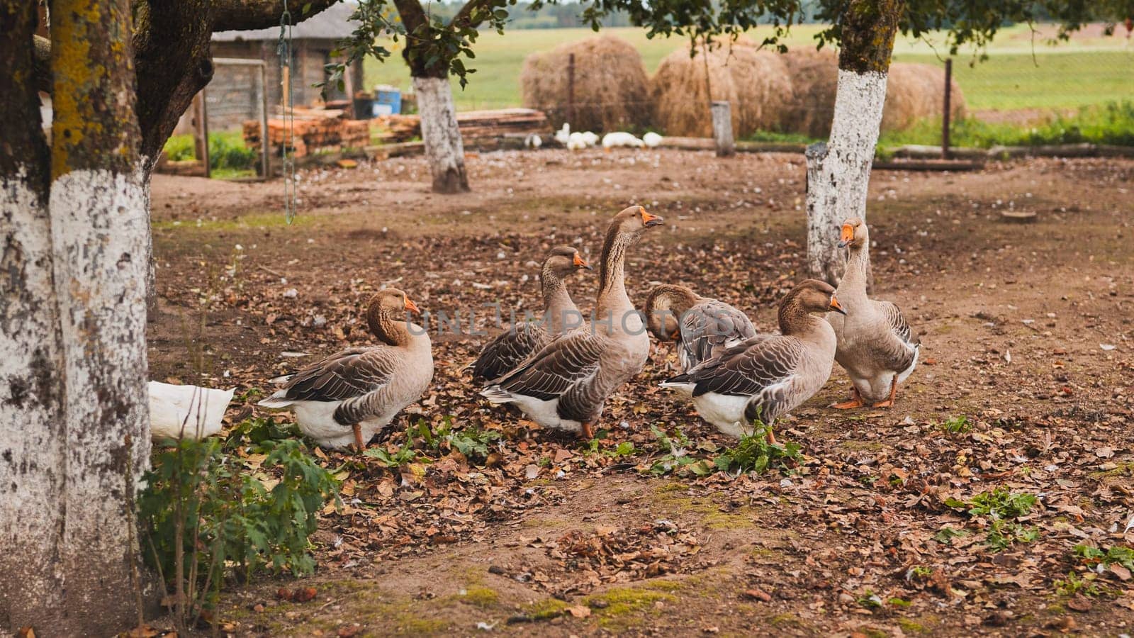 Canadian geese walking through autumn farmyard, golden leaves rustling beneath feathered feet, farm landscape surrounding migrating birds