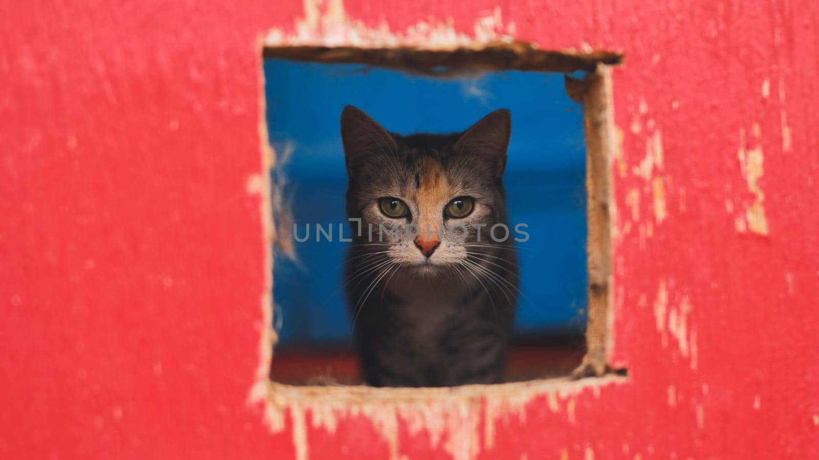 Gray feline peering through square opening in crimson wall, emerald eyes gleaming against azure backdrop
