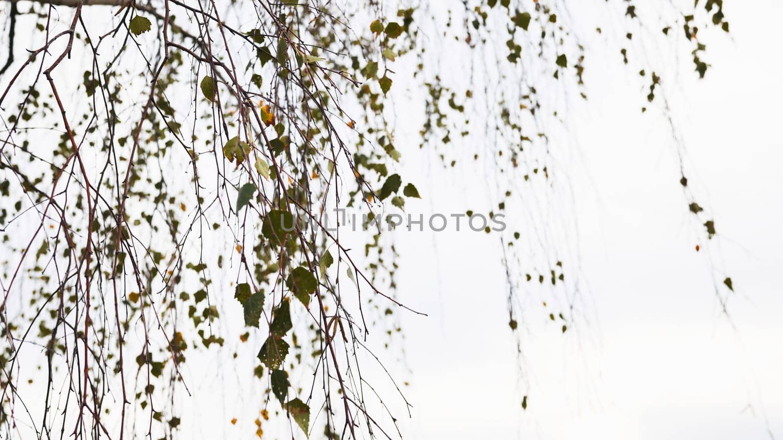 Delicate birch branches spreading sparse green and yellow foliage against pristine white backdrop, conveying serene natural minimalism