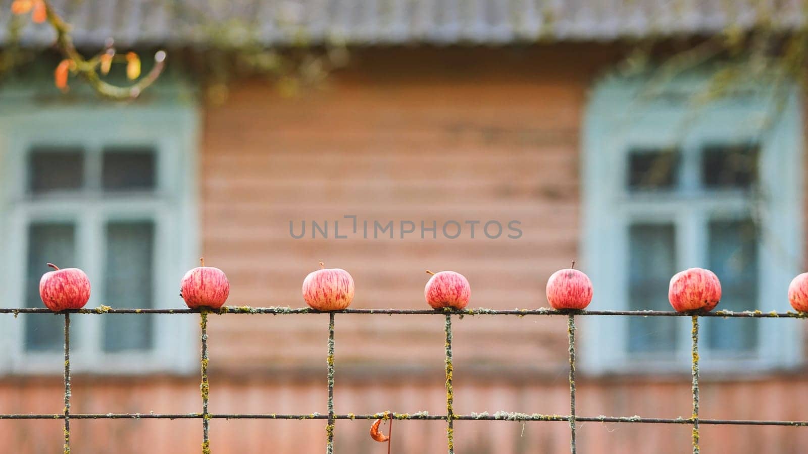 Ripe red apples dangling from rusty wire fence, weathered wooden structure softly blurring background