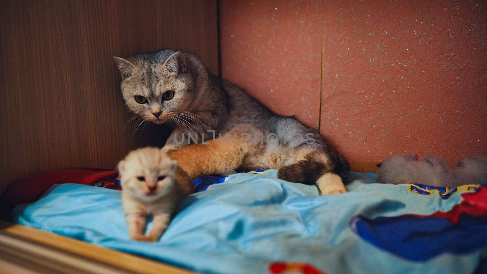 Mother cat protects her newborn kittens in a cozy nest, showcasing the tender bond of motherhood in the animal kingdom