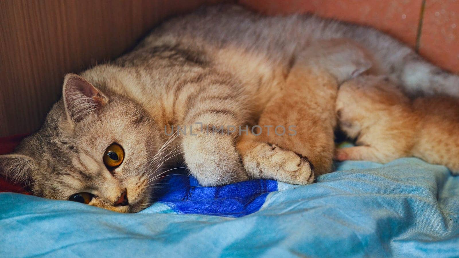 Mother cat lovingly nurses her newborn kittens, creating a heartwarming scene of maternal care and feline affection