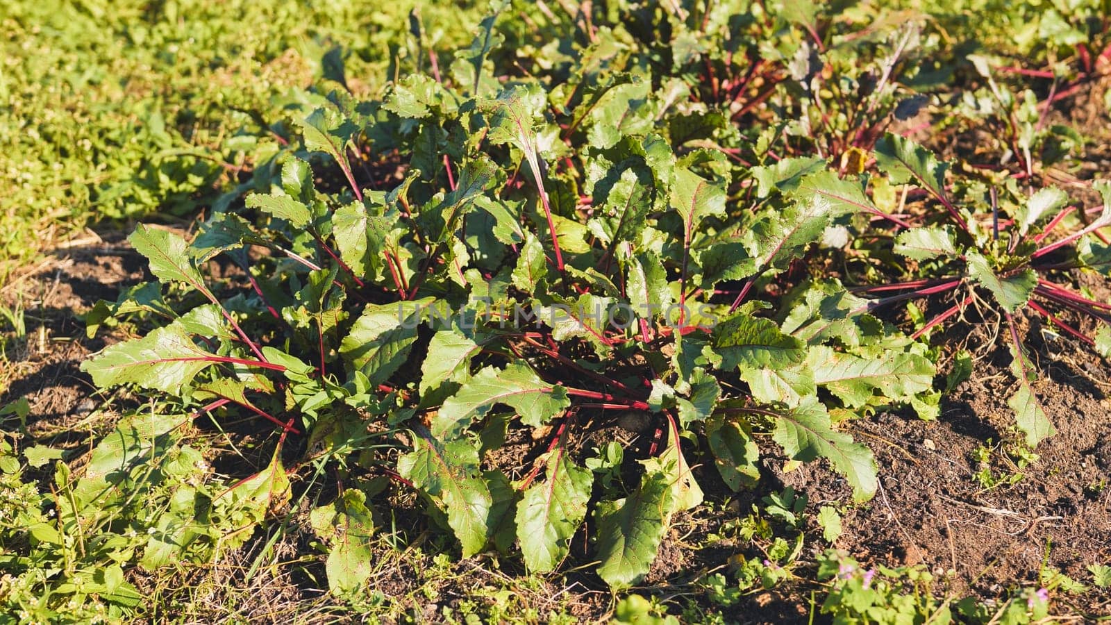 Vibrant beetroot seedlings flourishing in rich garden soil, basking in warm sunlight, signaling bountiful vegetable crop ahead