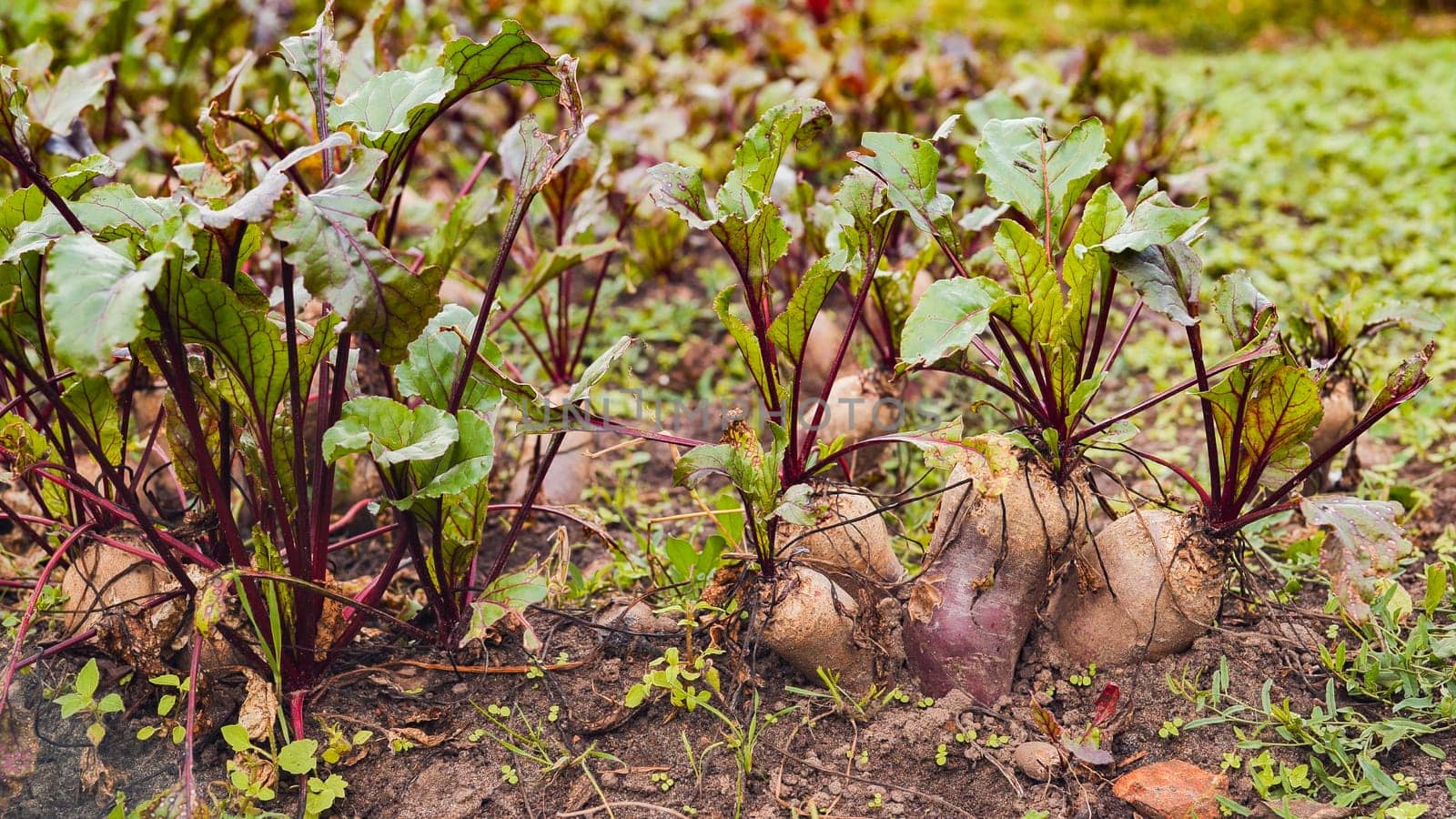 Close up view of vibrant beetroots thriving in rich, fertile soil, poised for a bountiful harvest and showcasing their healthy growth