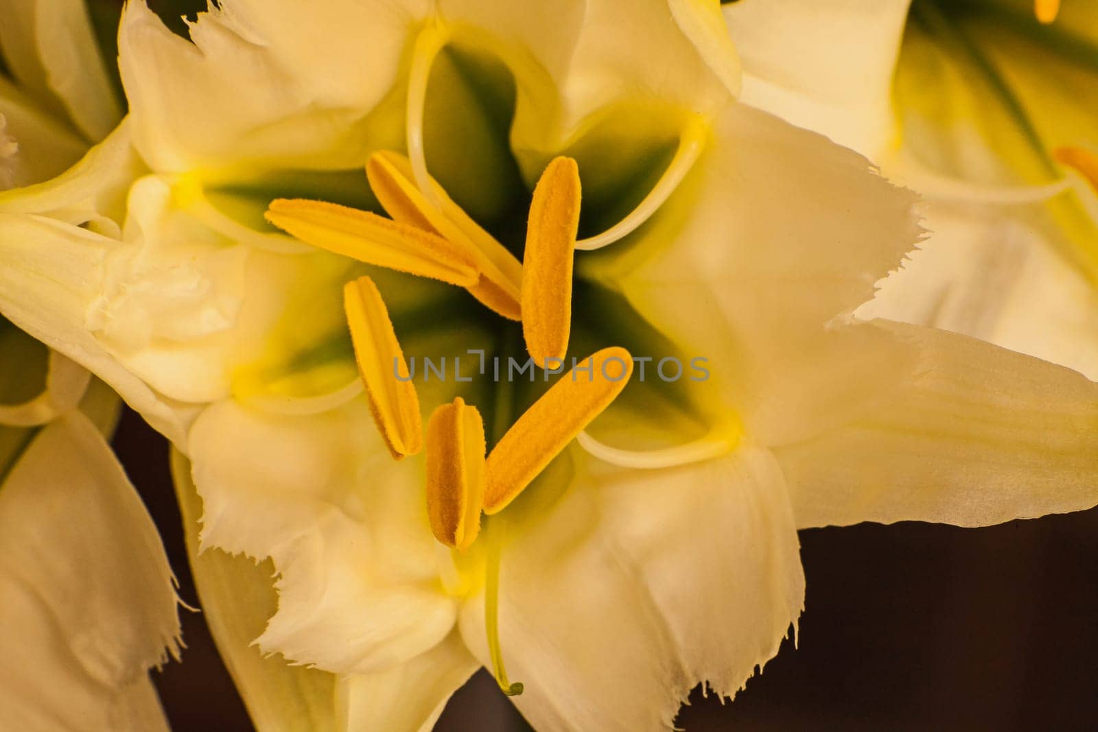Macro image of  flower of the white Spider Lily (Hymenocallis)