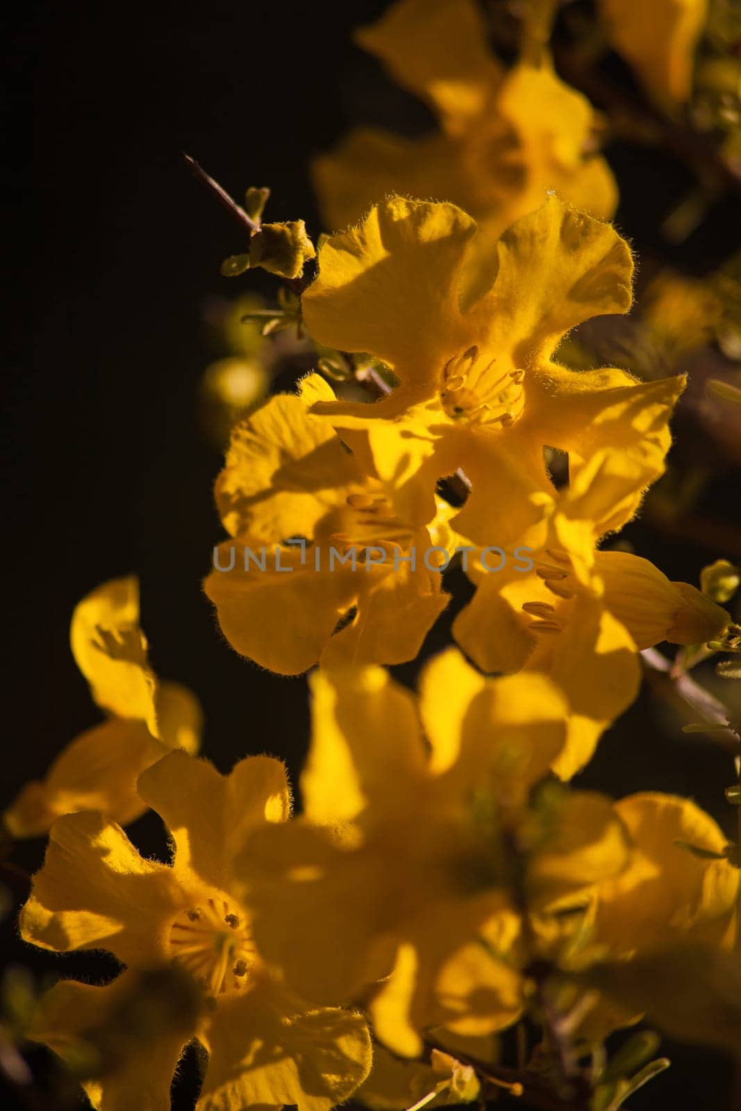 The Flowers of the Karoo Gold (Rhigozum obovatum Burch) This is a drab looking spiny, multi branched shrub or small tree, but in springtime it is covered in these bright golden-yellow flowers