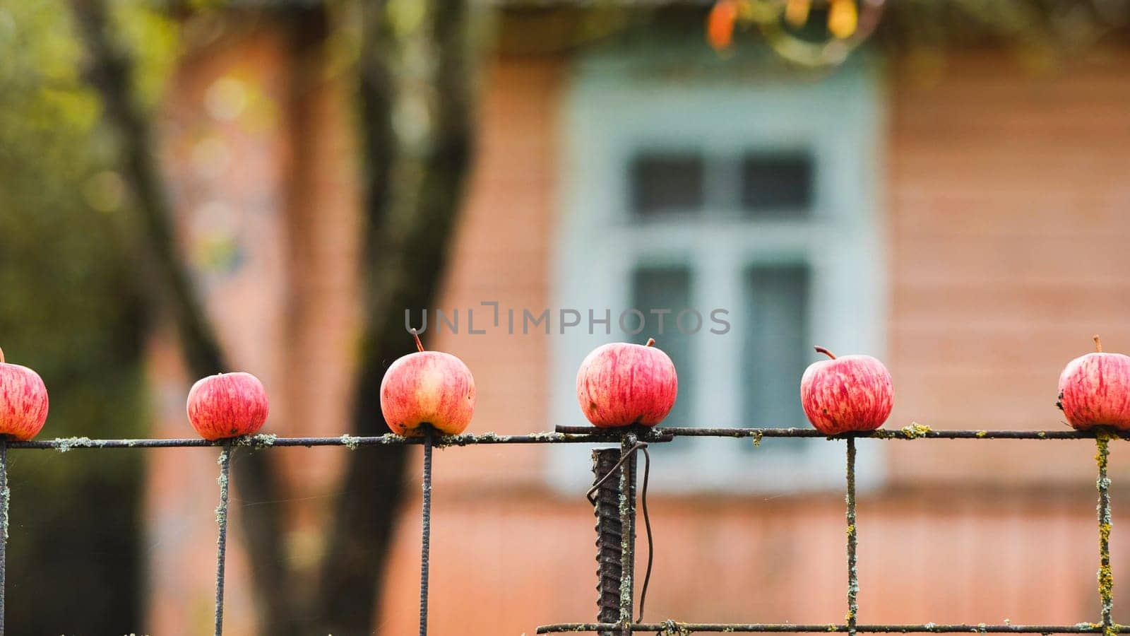 Five ripe red apples drying on an old rusty fence in front of a blurred house with a window, autumn harvest concept