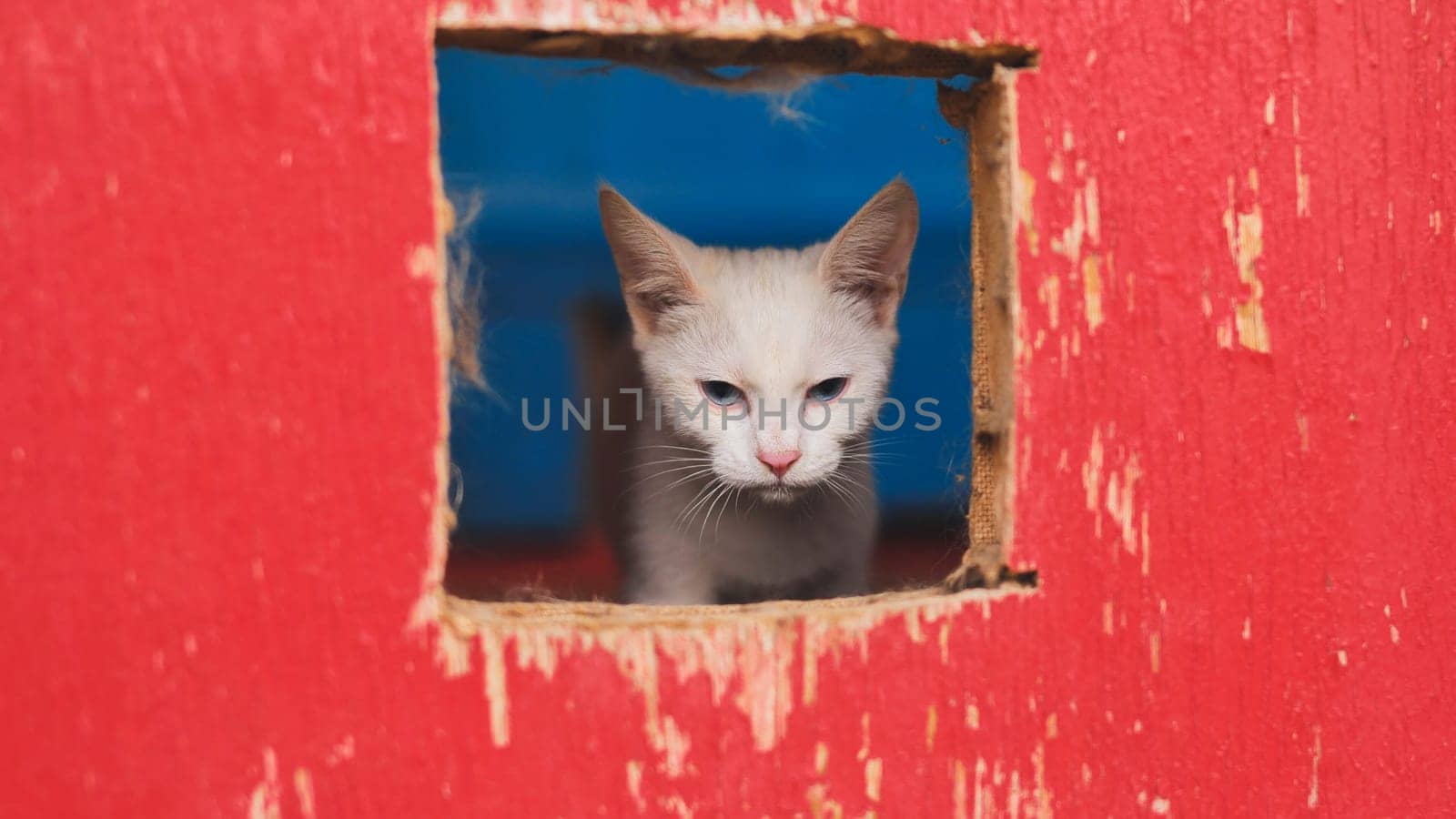 Curious white kitten peeking through square hole in bright red wooden fence