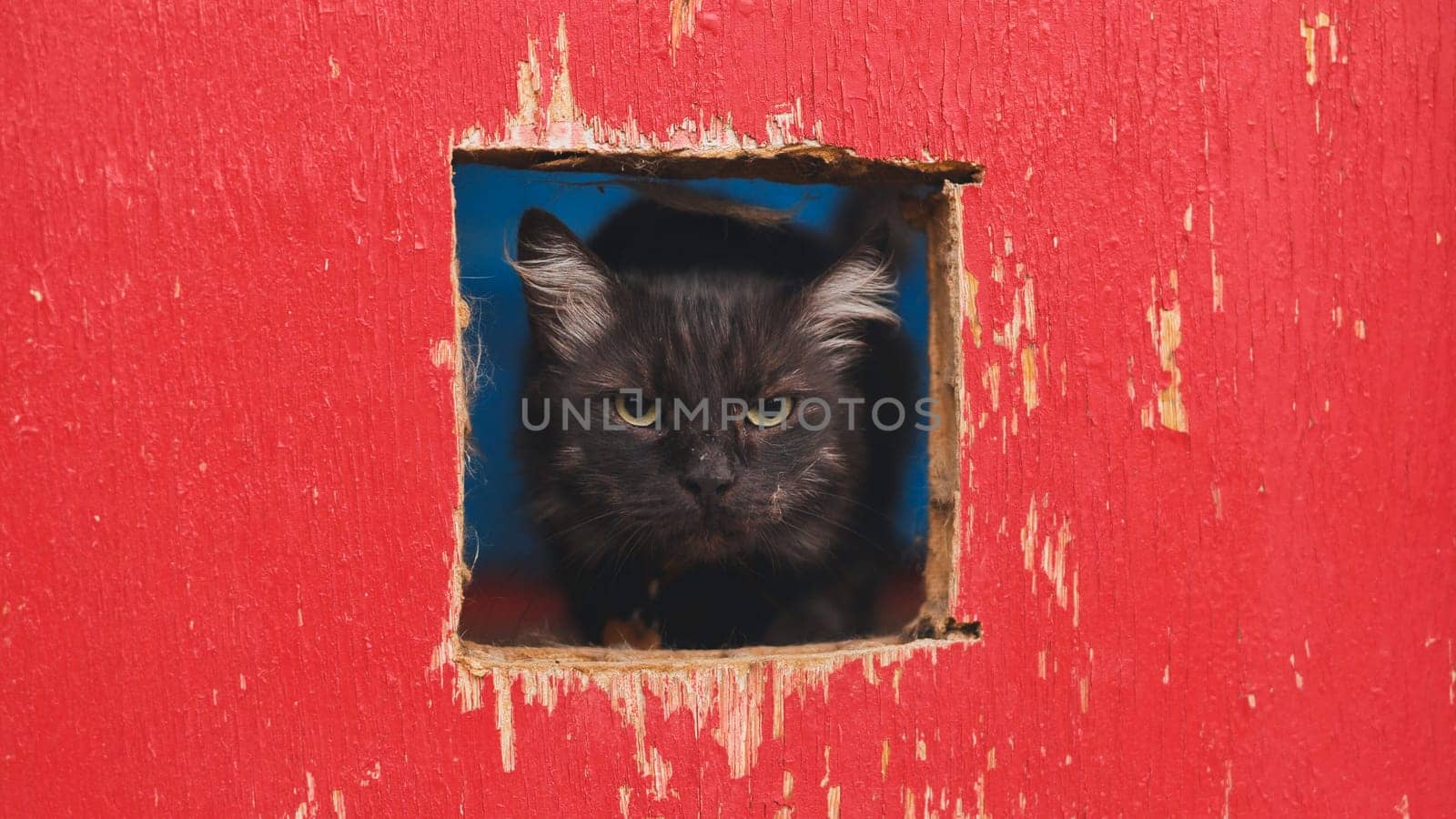 Black cat is looking through square hole in red wooden fence