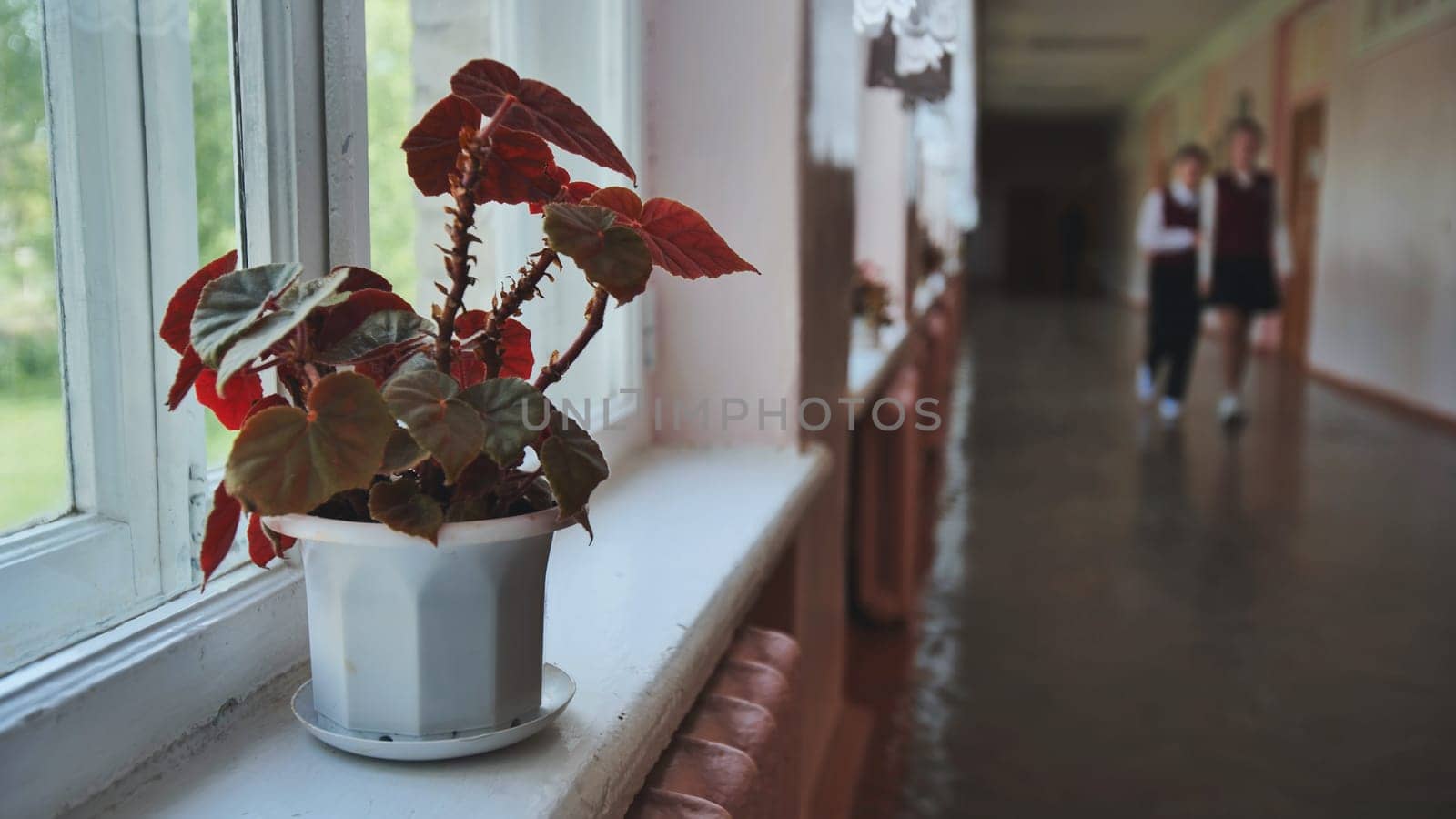 Two students walk in the background as a potted plant sits on a windowsill in a school hallway