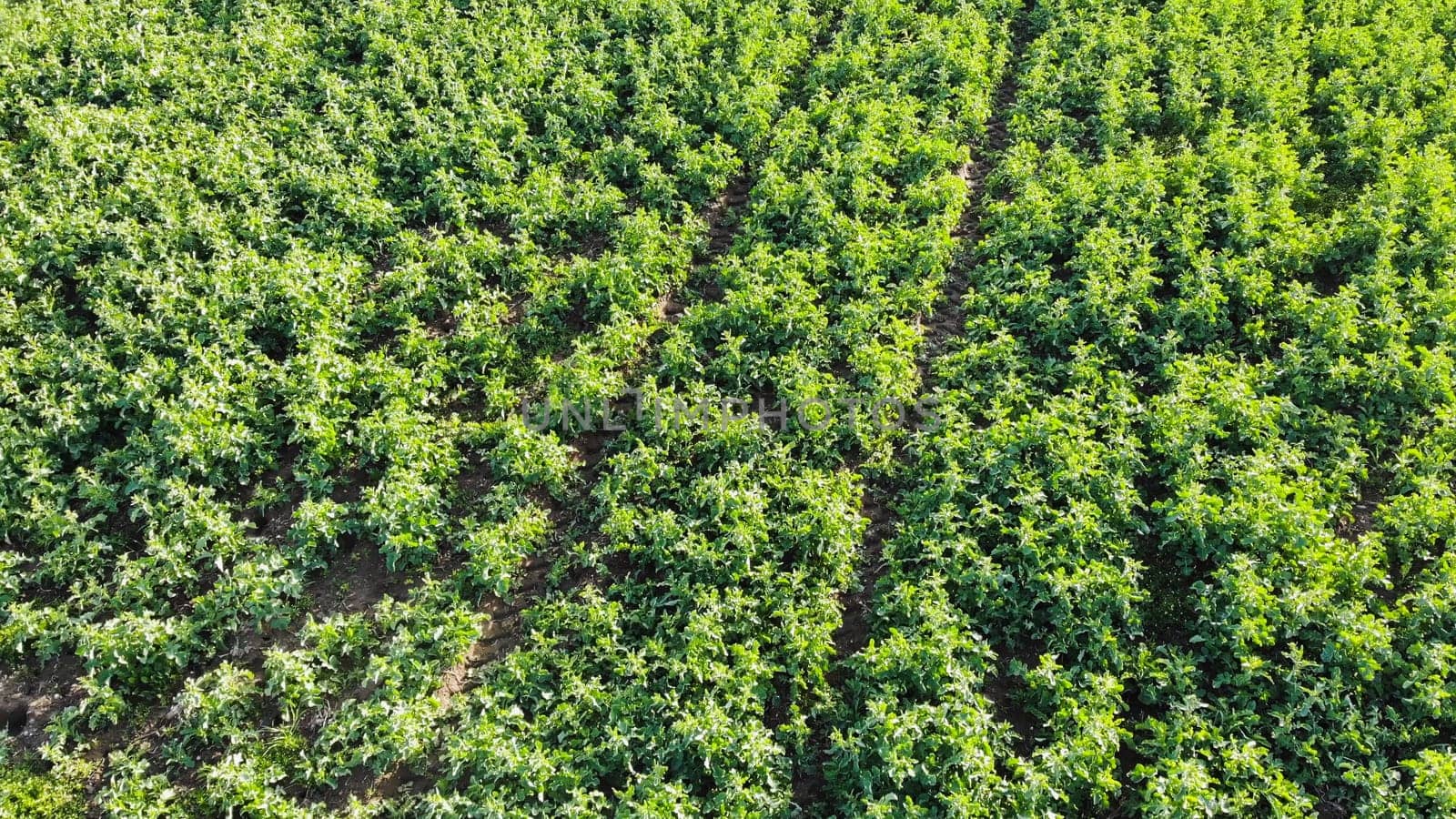 Aerial view of potato plants growing in rows in a farm field, creating a converging perspective