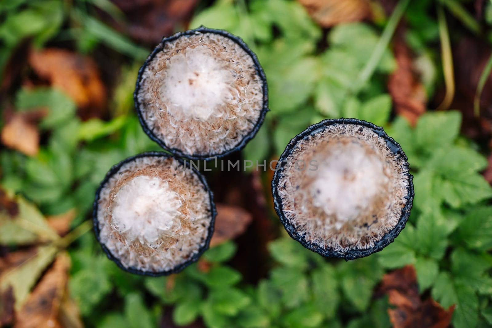 Top view of three hare's foot inkcap mushrooms growing in the grass during autumn