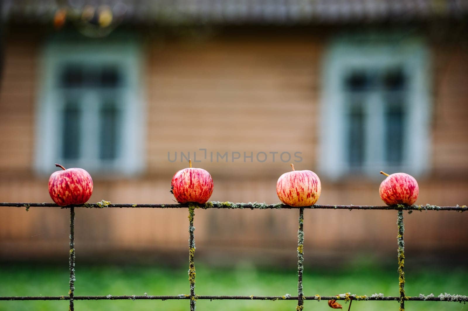 Four ripe red apples are impaled on a rusty metal fence with an old wooden house in the background