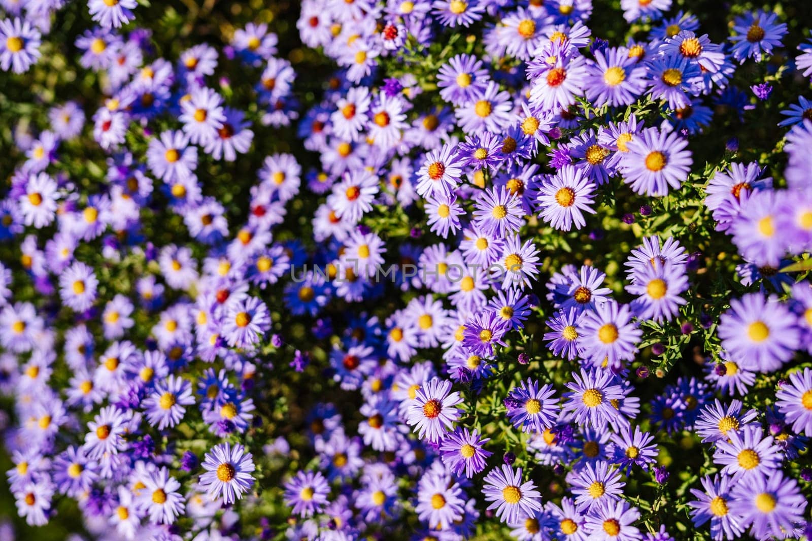 Close-up of beautiful purple aromatic aster flowers blooming in garden during summer day