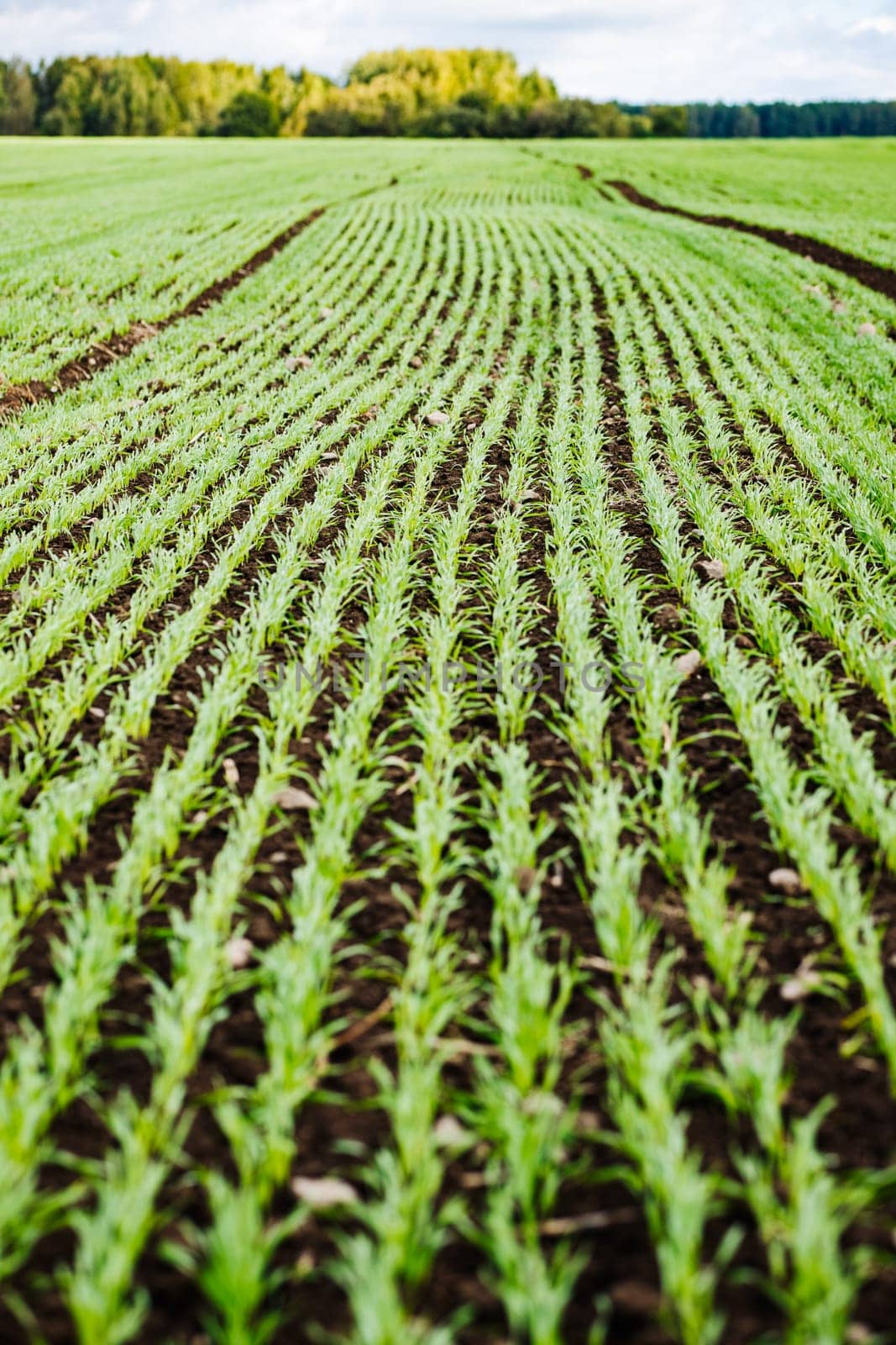 Evenly planted wheat sprouts growing in rows in a field with a forest in the background